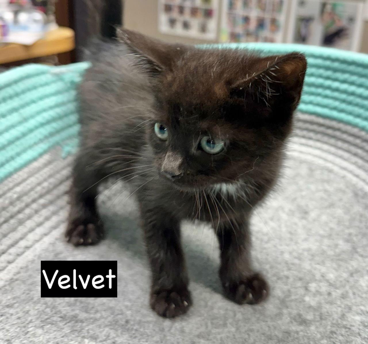 Enlarge CAT-Velvet, a Adoptable Domestic Medium Hair in GILBERTS, IL image 2/3