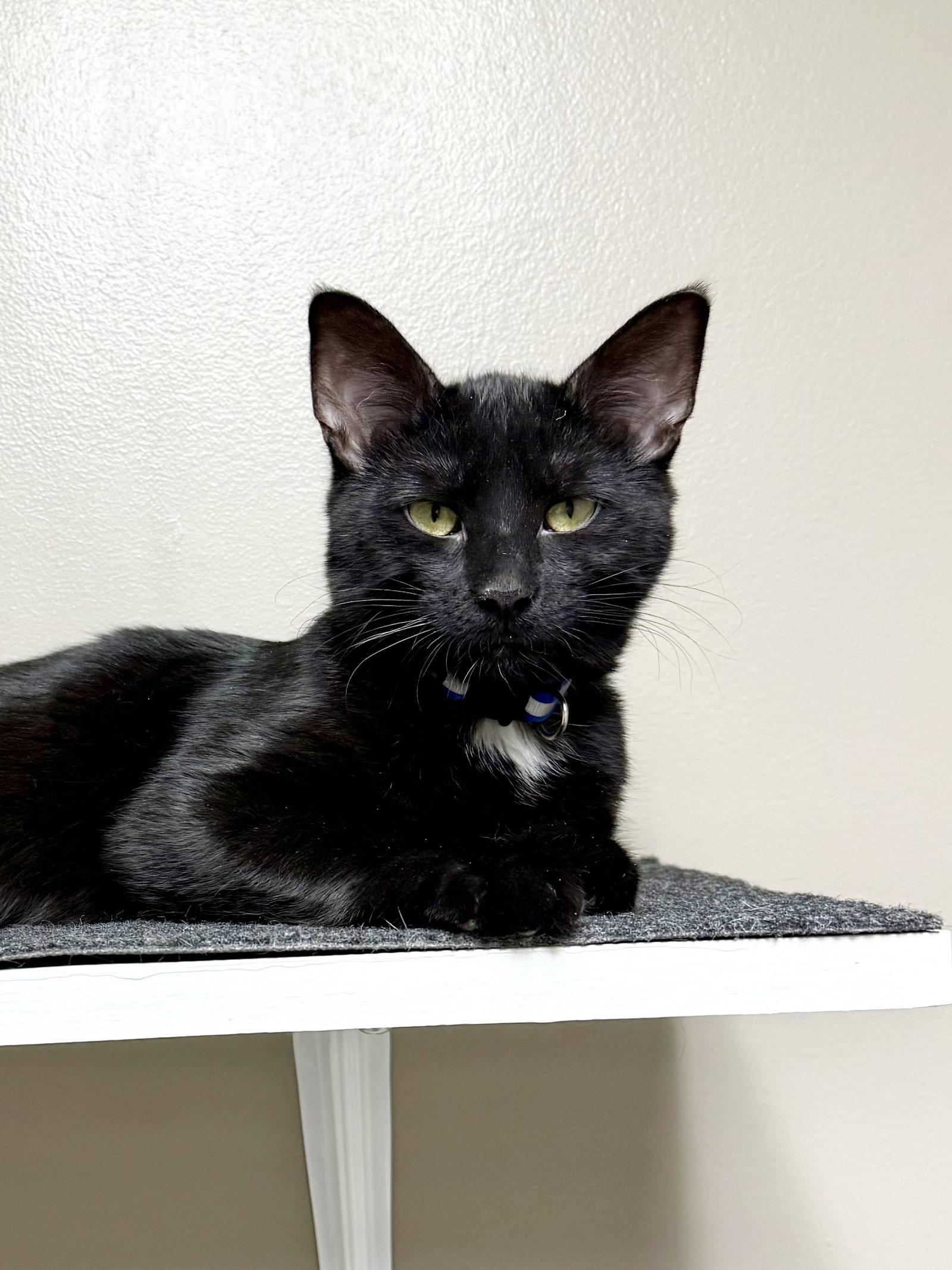 CAT - Velvet, Adoptable, Kitten Male Domestic Short Hair.