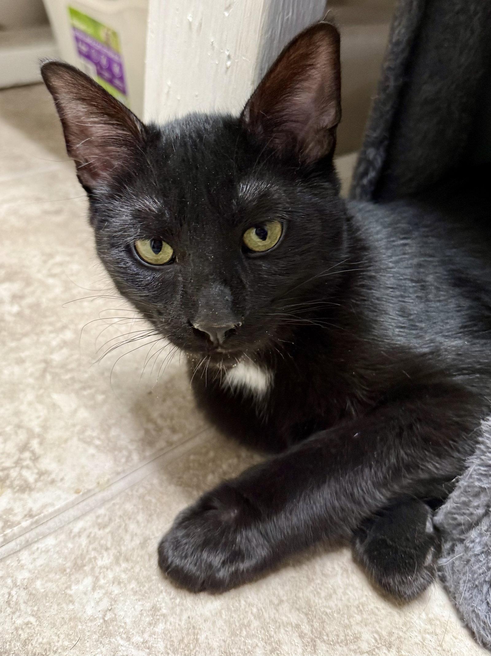 Enlarge CAT - Velvet, a Adoptable Domestic Short Hair in GILBERTS, IL image 2/3
