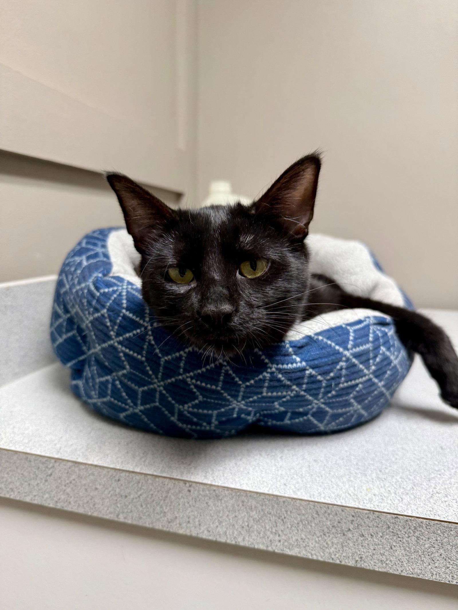 Enlarge CAT - Velvet, a Adoptable Domestic Short Hair in GILBERTS, IL image 2/3