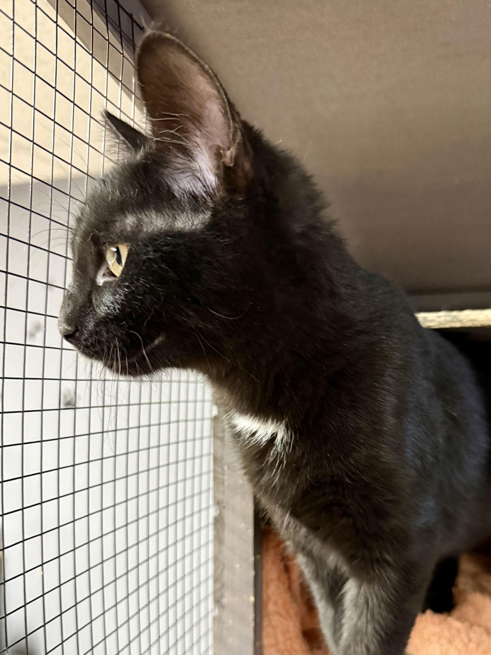 CAT - Velvet, Adoptable, Kitten Male Domestic Short Hair.