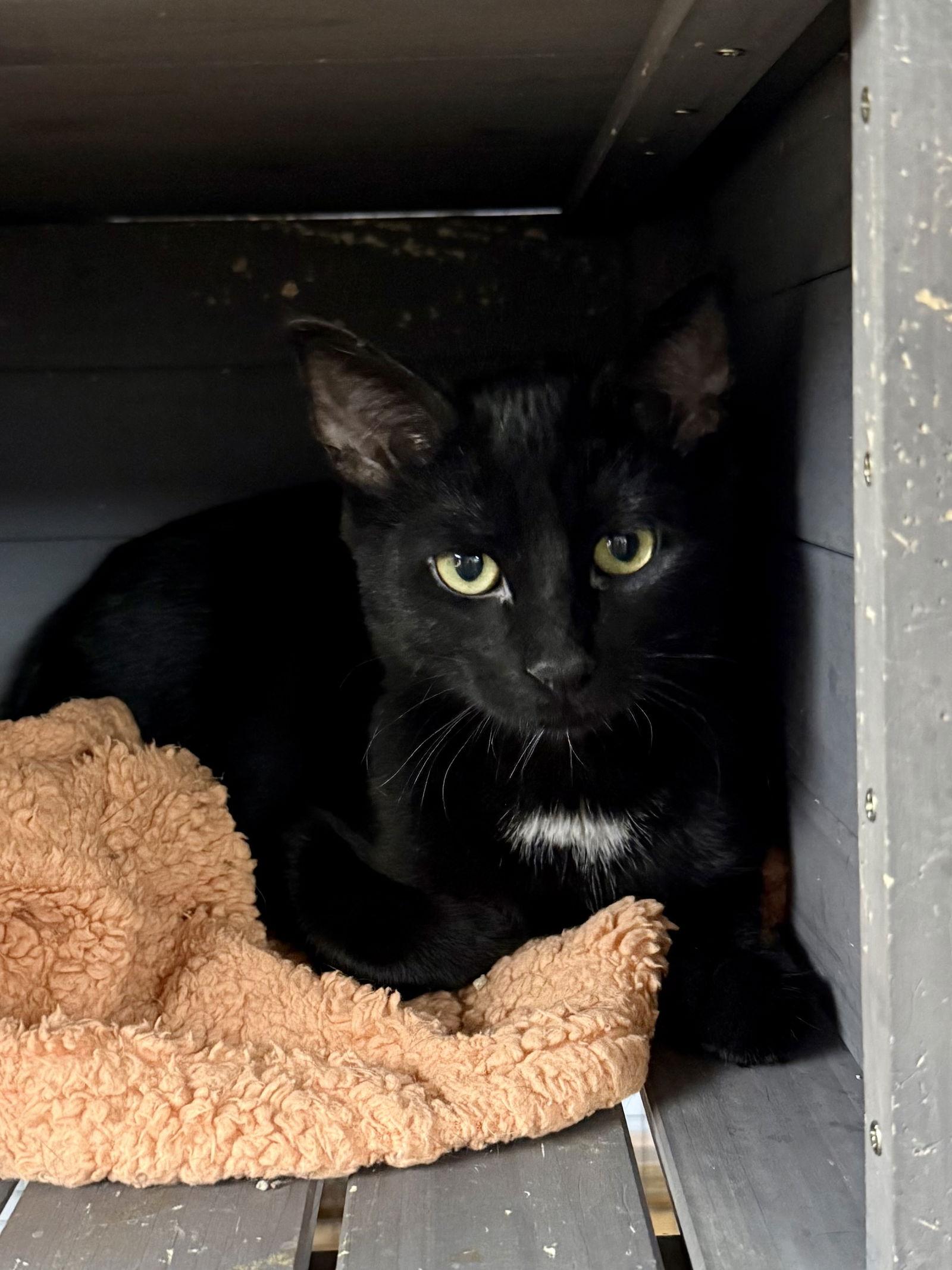 Enlarge CAT - Velvet, a Adoptable Domestic Short Hair in GILBERTS, IL image 3/3