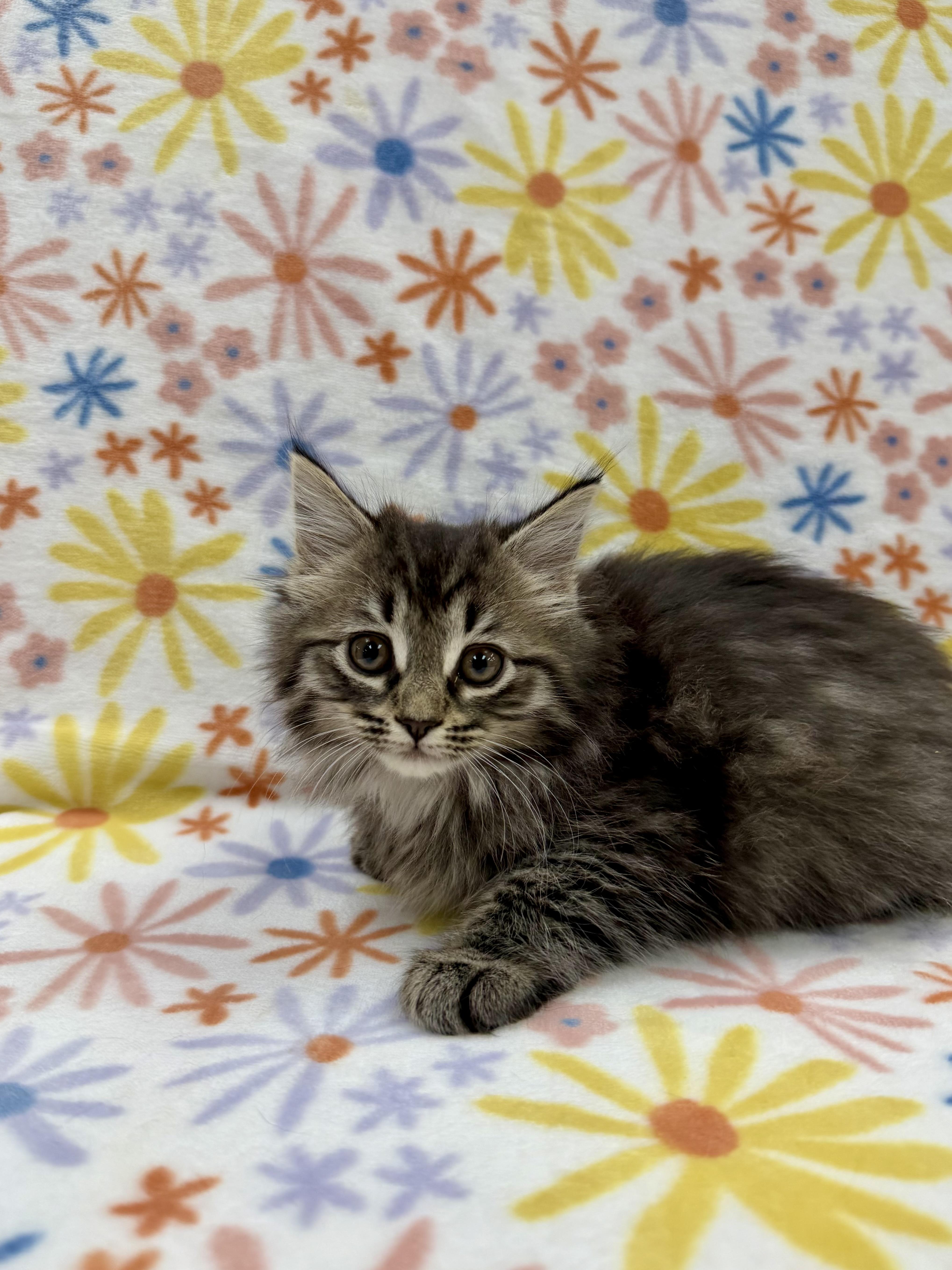 Enlarge Adelaide, an adopted Domestic Long Hair in Columbus, OH image 4/5