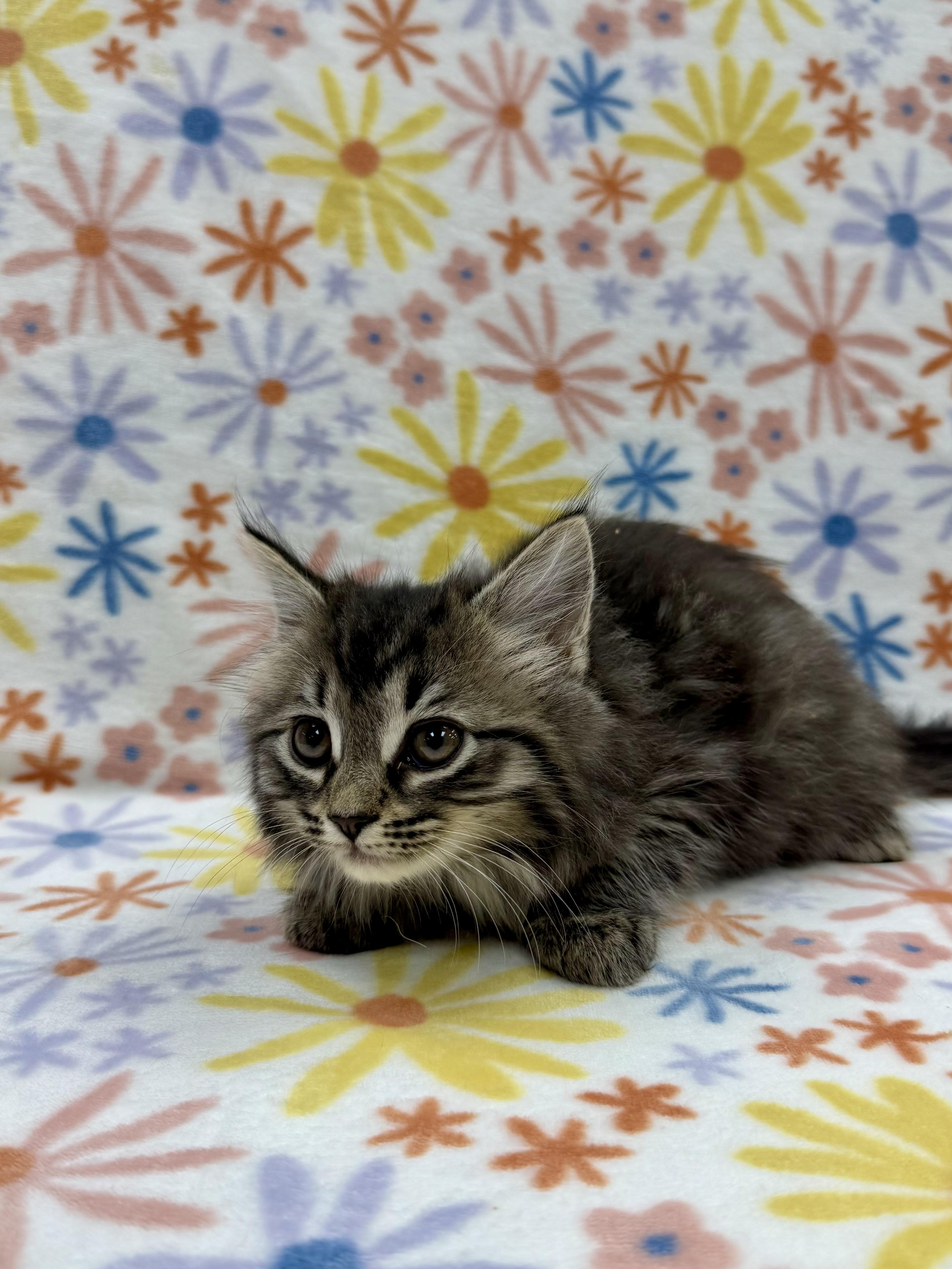 Enlarge Adelaide, an adopted Domestic Long Hair in Columbus, OH image 2/5
