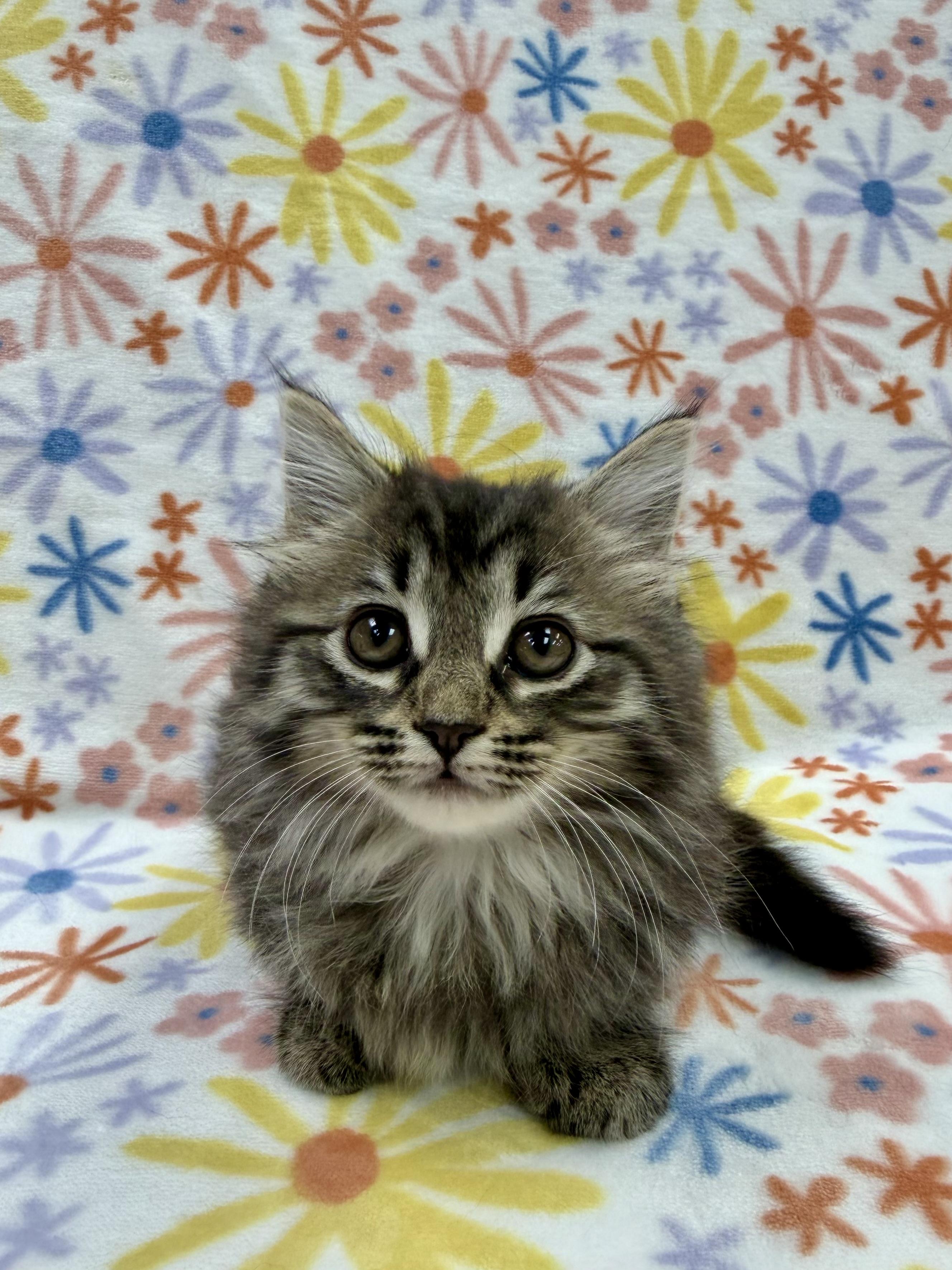 Enlarge Adelaide, an adopted Domestic Long Hair in Columbus, OH image 5/5