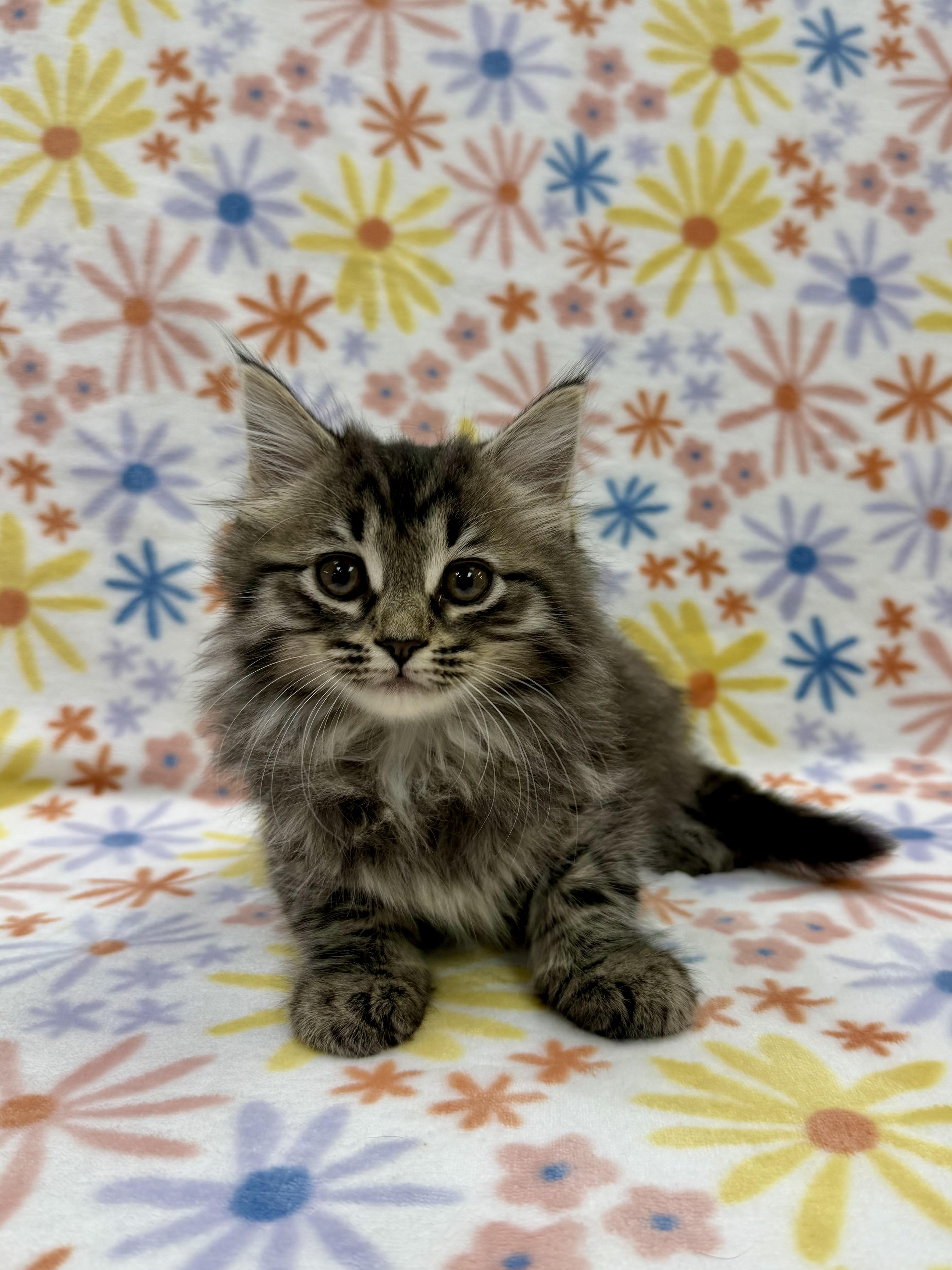 Adelaide, adopted, Kitten Female Domestic Long Hair.