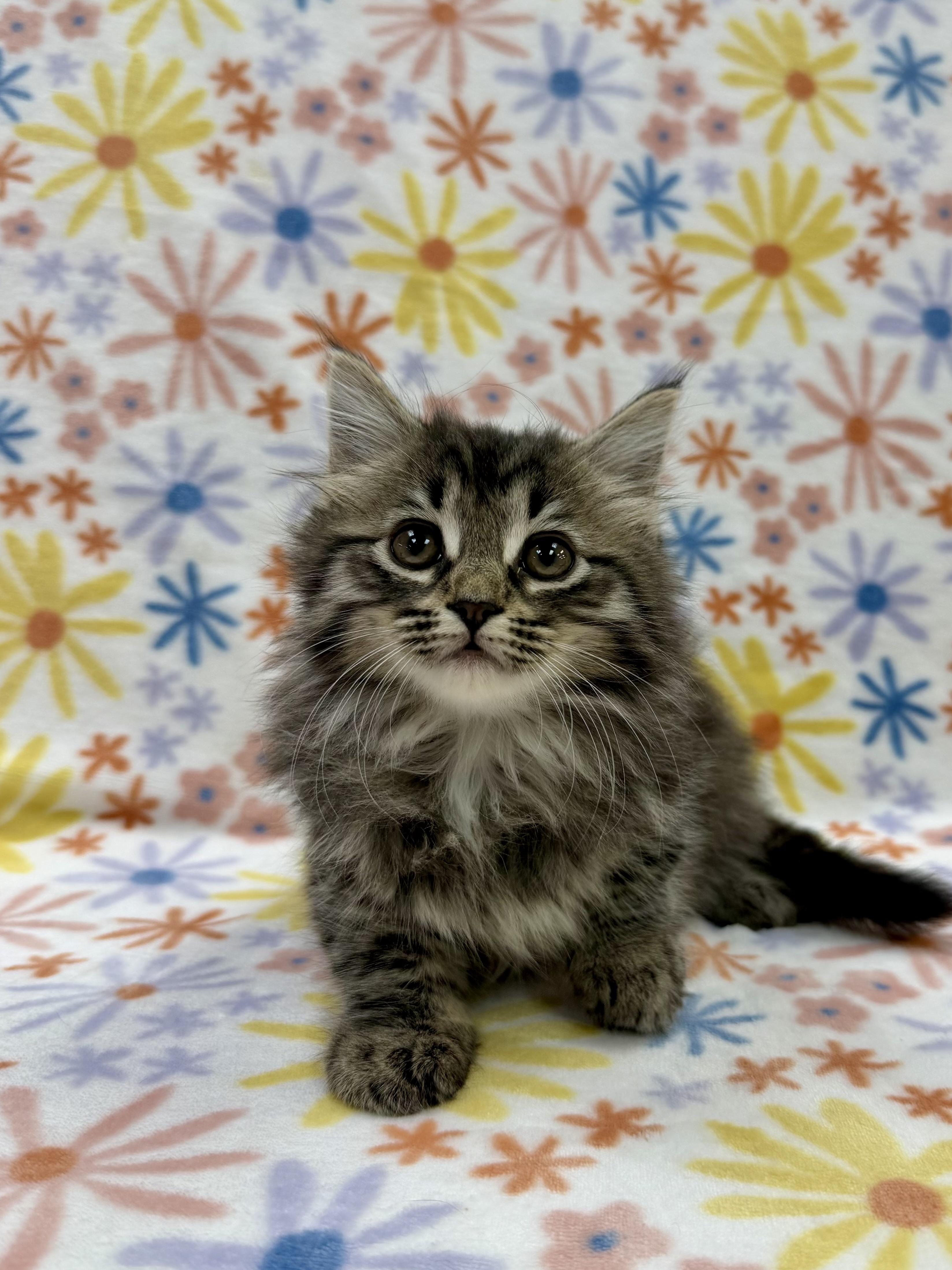 Enlarge Adelaide, an adopted Domestic Long Hair in Columbus, OH image 3/5