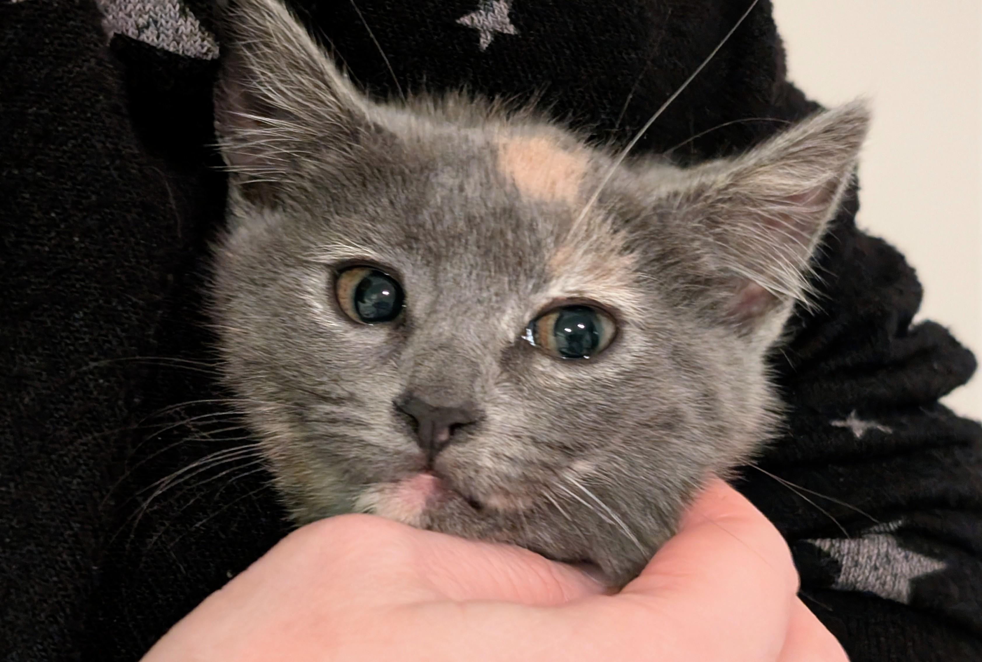Enlarge Cleo, a ADOPTABLE Dilute Tortoiseshell in Woodinville, WA image 1/3