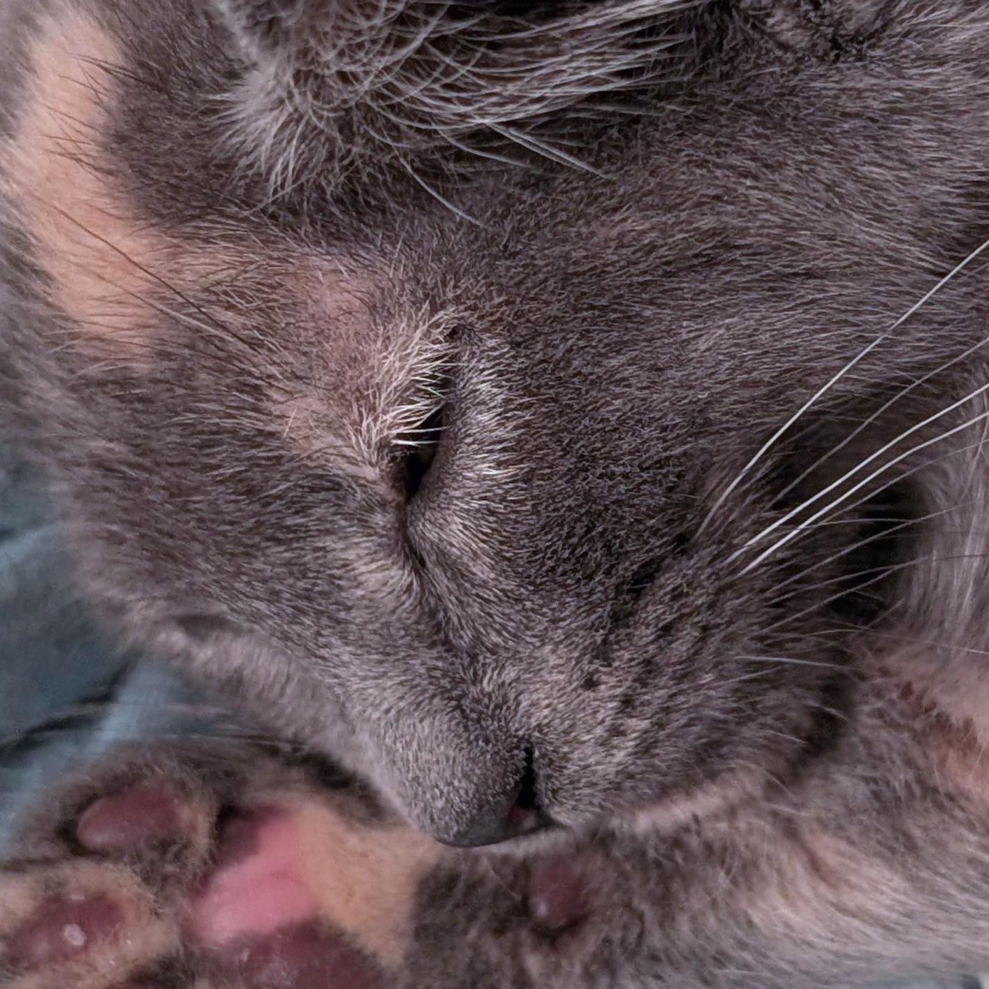 Enlarge Cleo, a ADOPTABLE Dilute Tortoiseshell in Woodinville, WA image 3/3