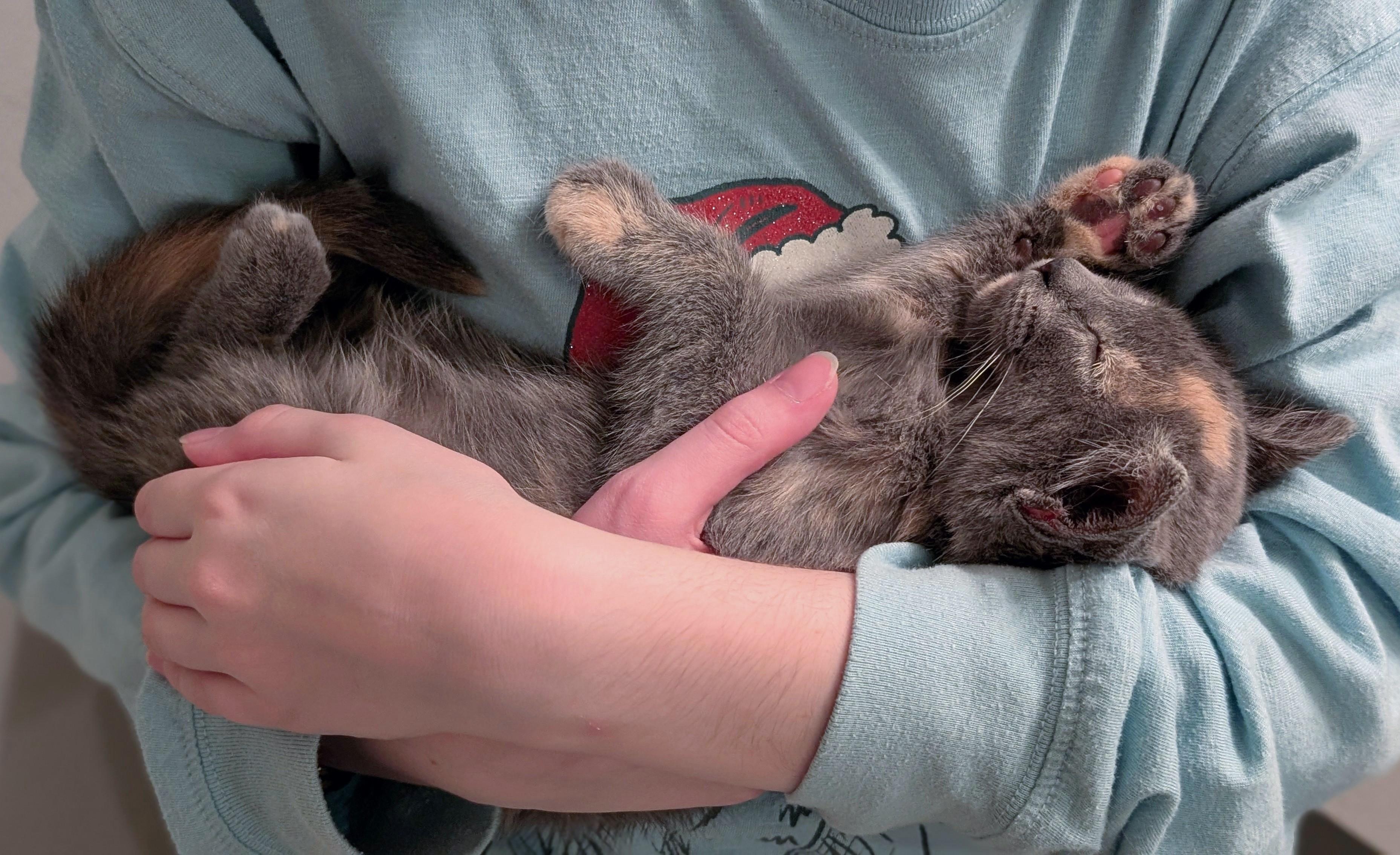 Enlarge Cleo, a ADOPTABLE Dilute Tortoiseshell in Woodinville, WA image 2/3