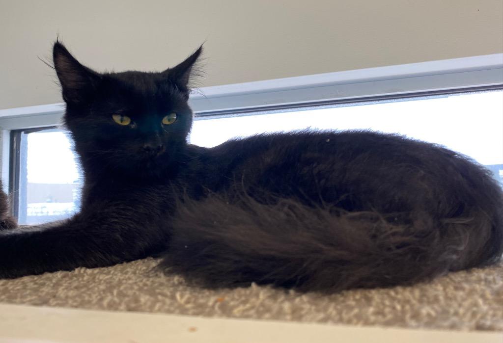 Enlarge Wassail, a Adoptable Domestic Long Hair in Winnipeg, MB image 1/2