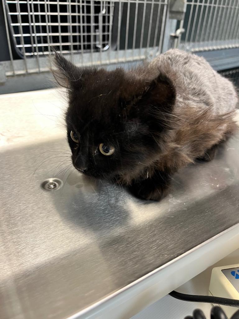 Enlarge Wassail, a Adoptable Domestic Long Hair in Winnipeg, MB image 2/2