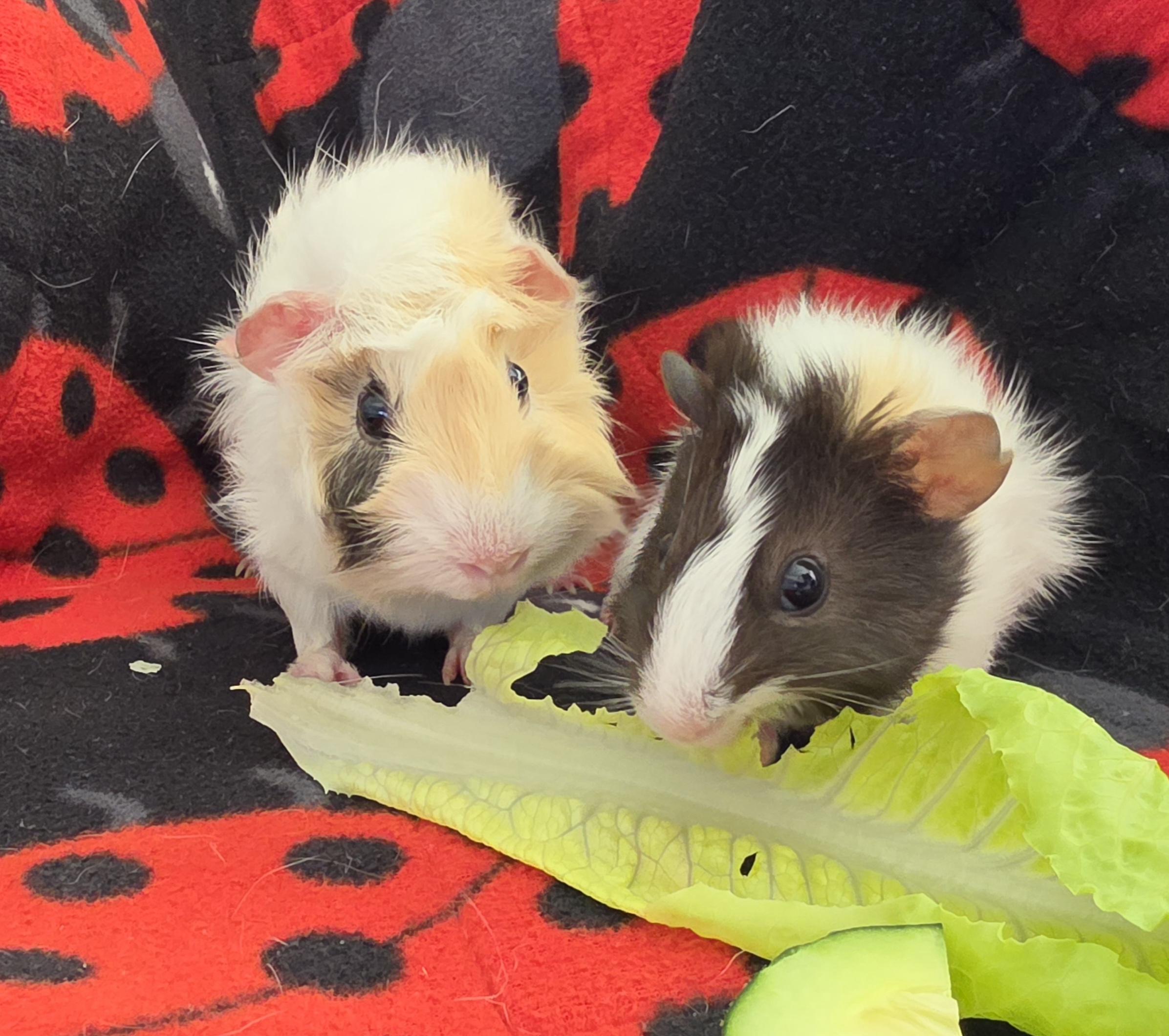 Enlarge Betty and Boop, a Adoptable Guinea Pig in Irvine, CA image 3/6