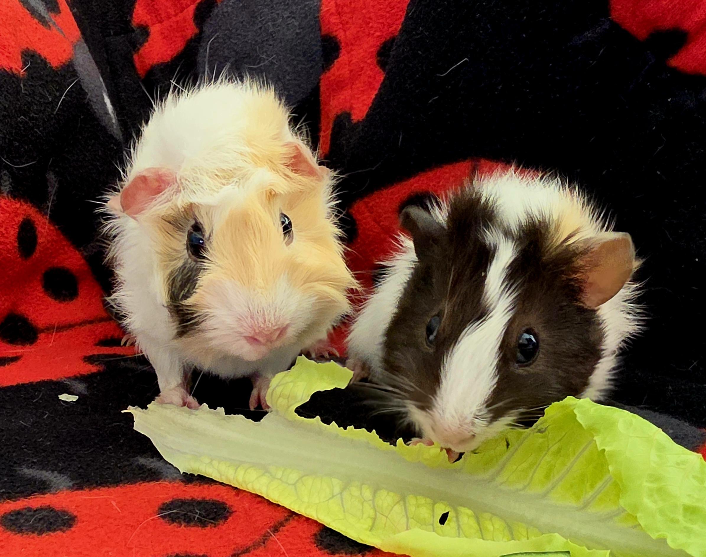 Enlarge Betty and Boop, a Adoptable Guinea Pig in Irvine, CA image 2/6