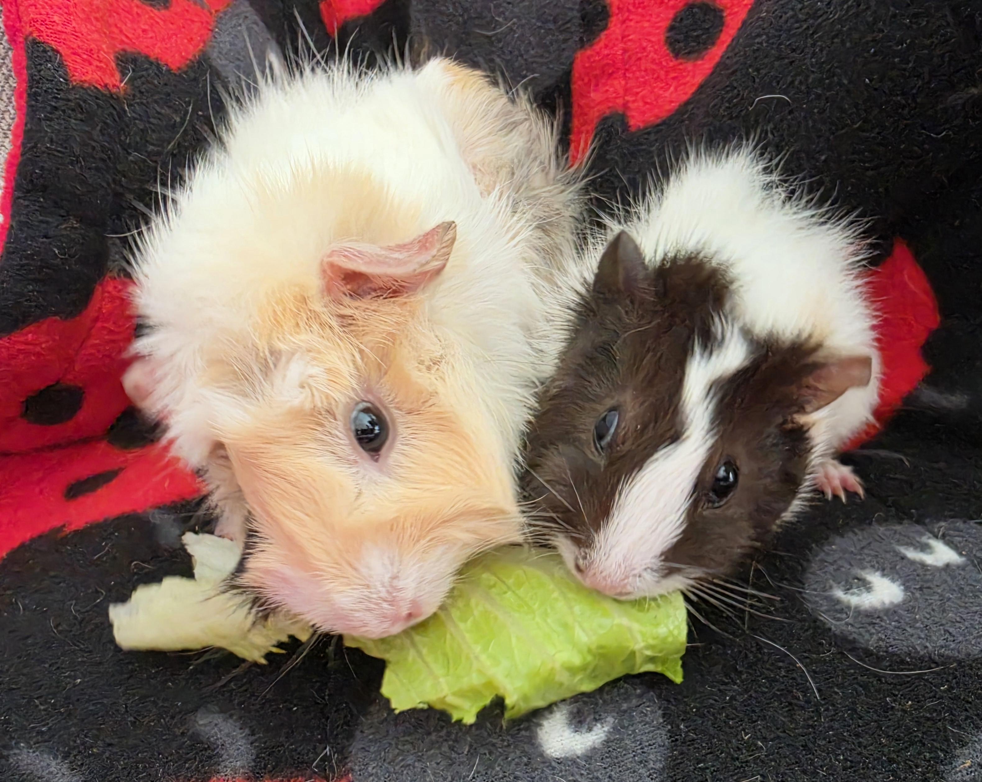Enlarge Betty and Boop, a Adoptable Guinea Pig in Irvine, CA image 5/6