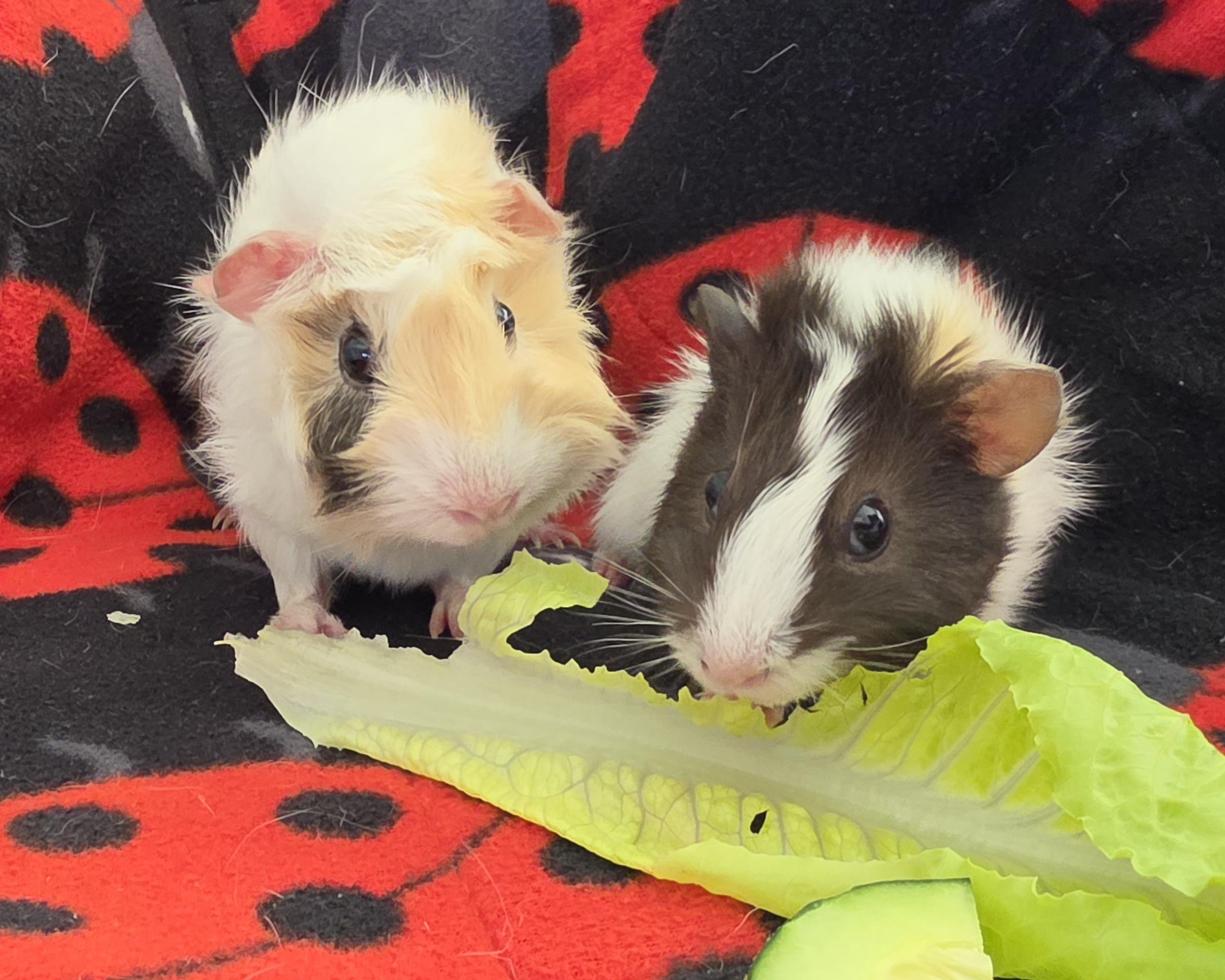 Enlarge Betty and Boop, a Adoptable Guinea Pig in Irvine, CA image 4/6