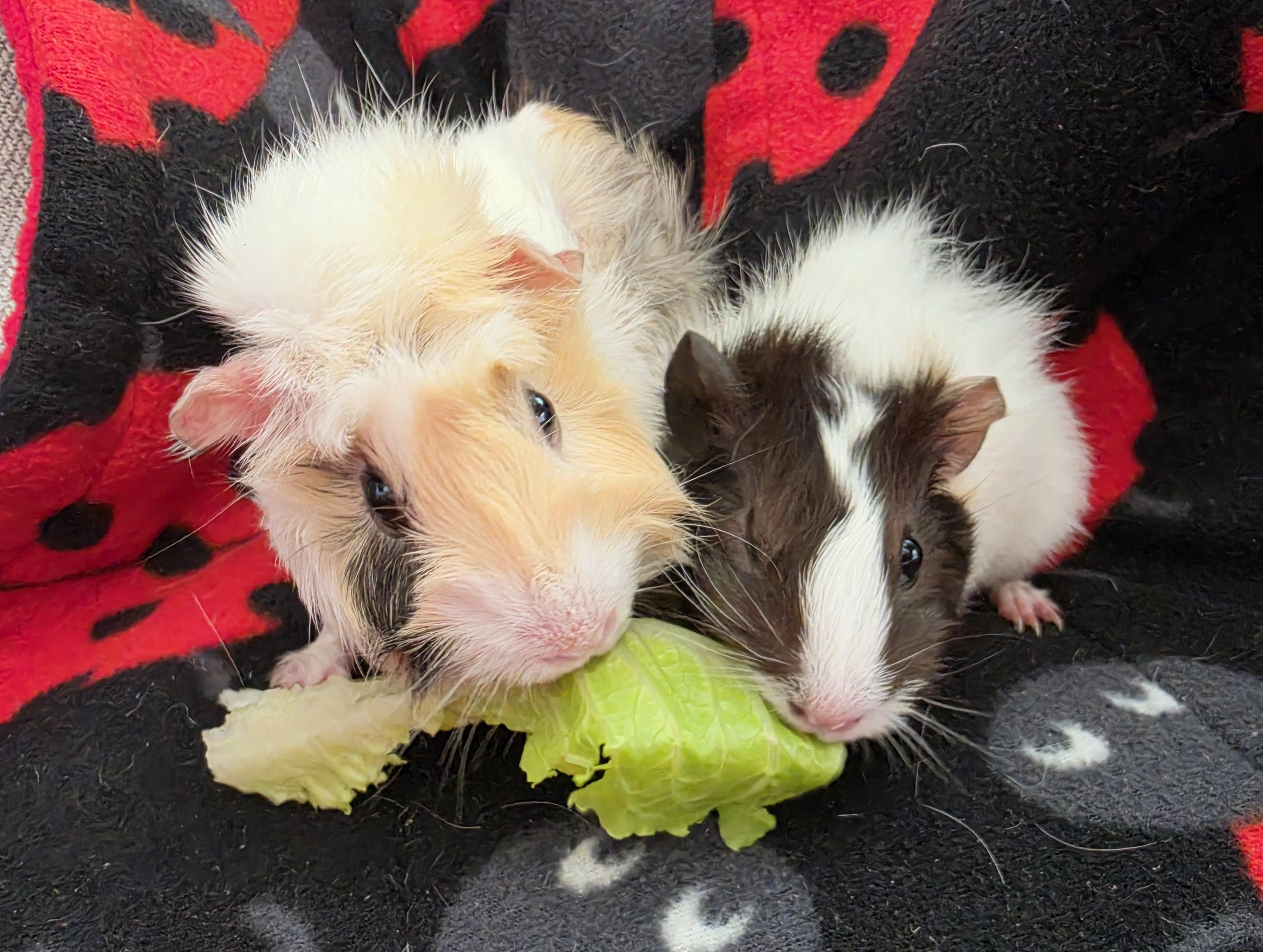 Enlarge Betty and Boop, a Adoptable Guinea Pig in Irvine, CA image 6/6