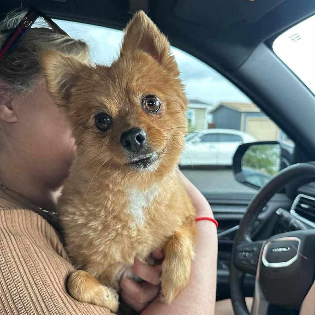 CocoBerrie, Adoptable, Adult Female Pomeranian.