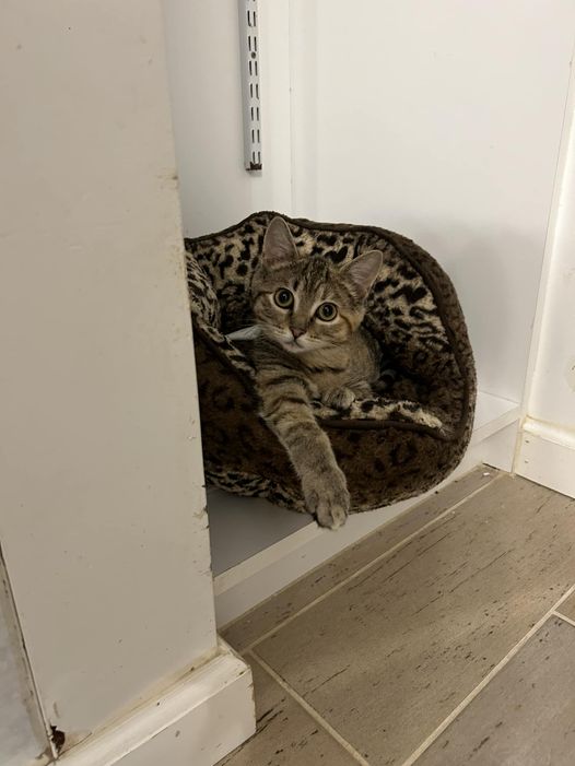 Aurora, a Adoptable Domestic Short Hair in Chesapeake Beach, MD image 3/6