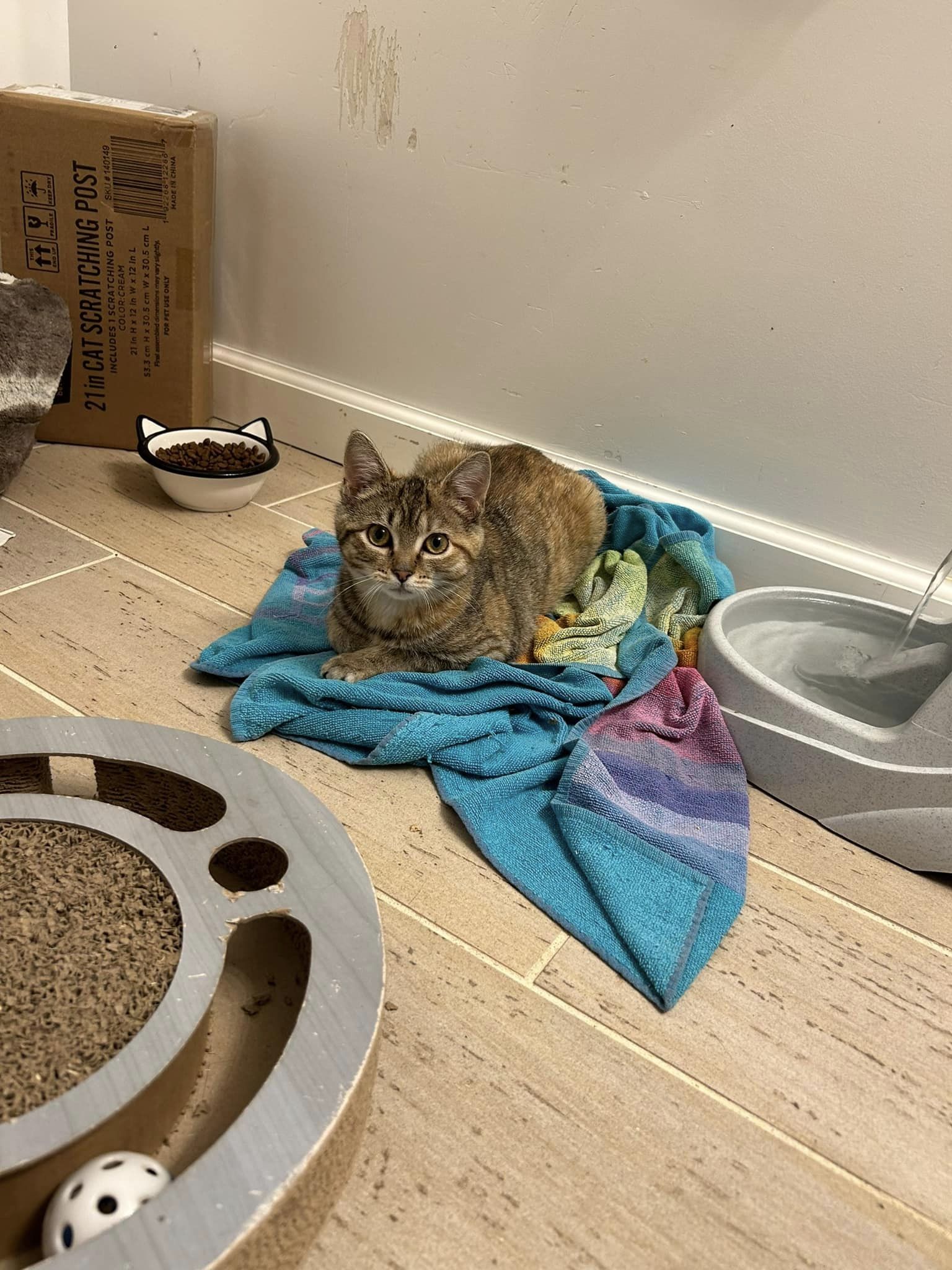 Aurora, a Adoptable Domestic Short Hair in Chesapeake Beach, MD image 4/6