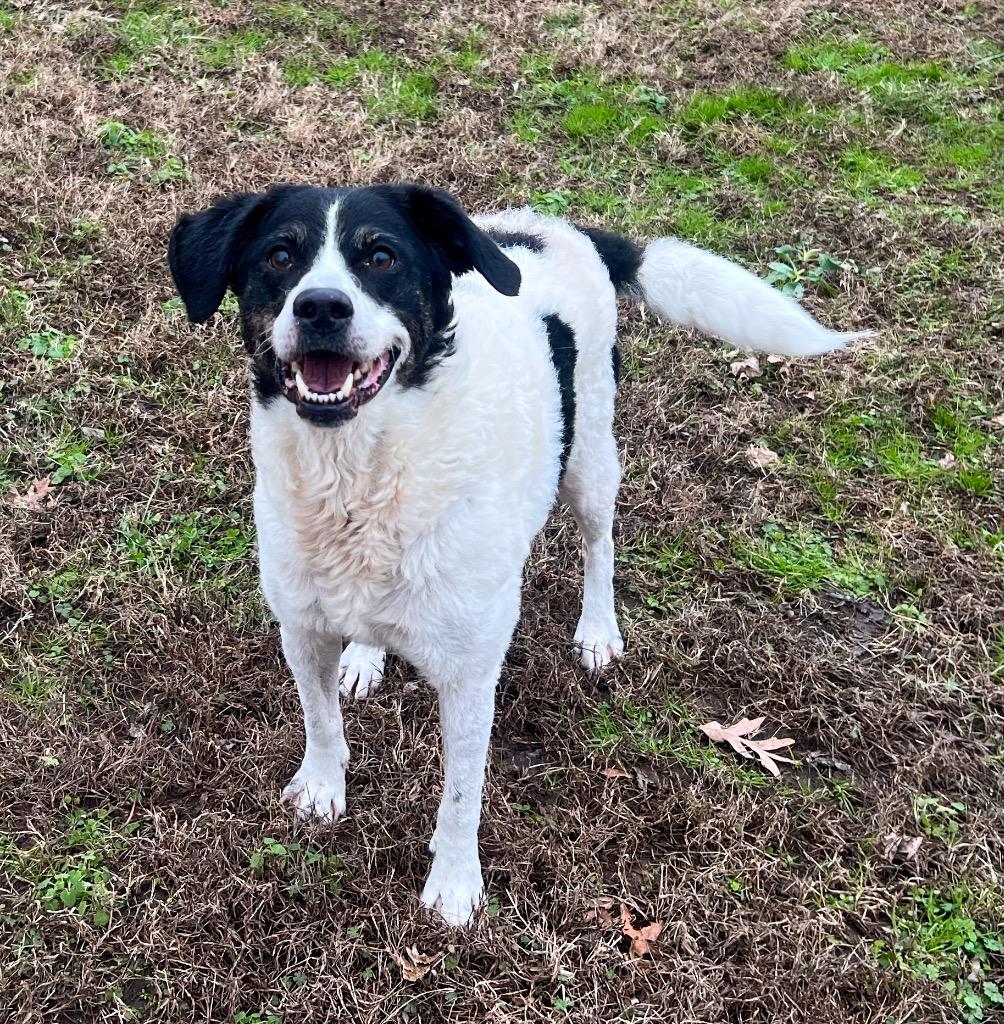 Enlarge Kupcake, a Adoptable mixed breed in Murray, KY image 1/3