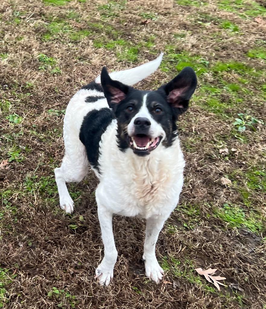 Enlarge Kupcake, a Adoptable mixed breed in Murray, KY image 3/3