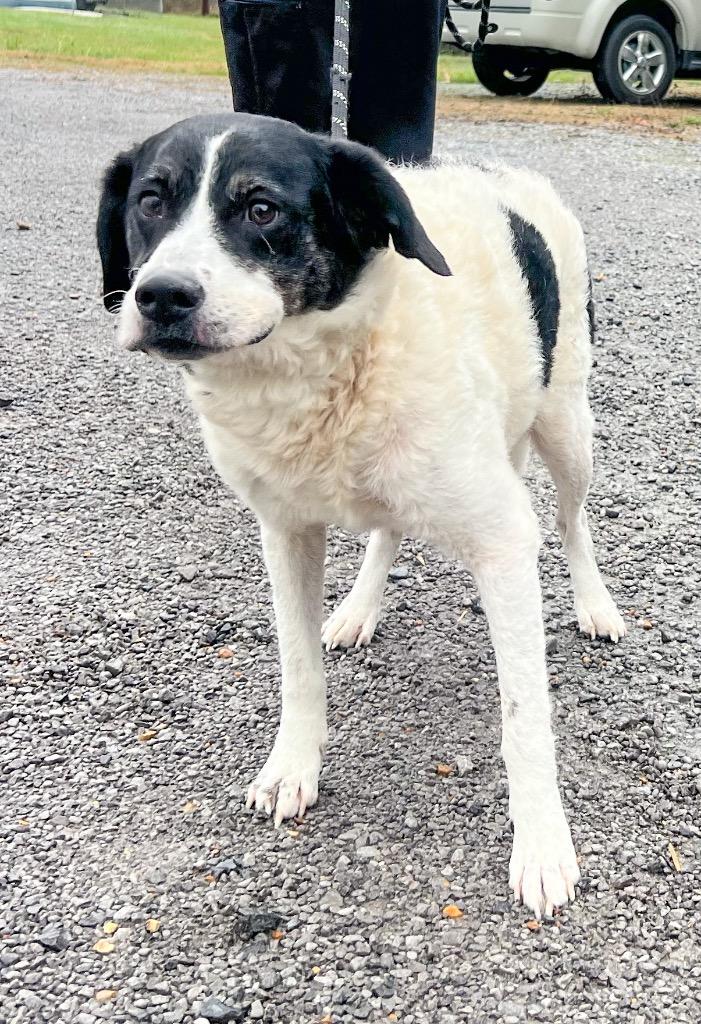 Enlarge Kupcake, a Adopted mixed breed in Murray, KY image 3/3