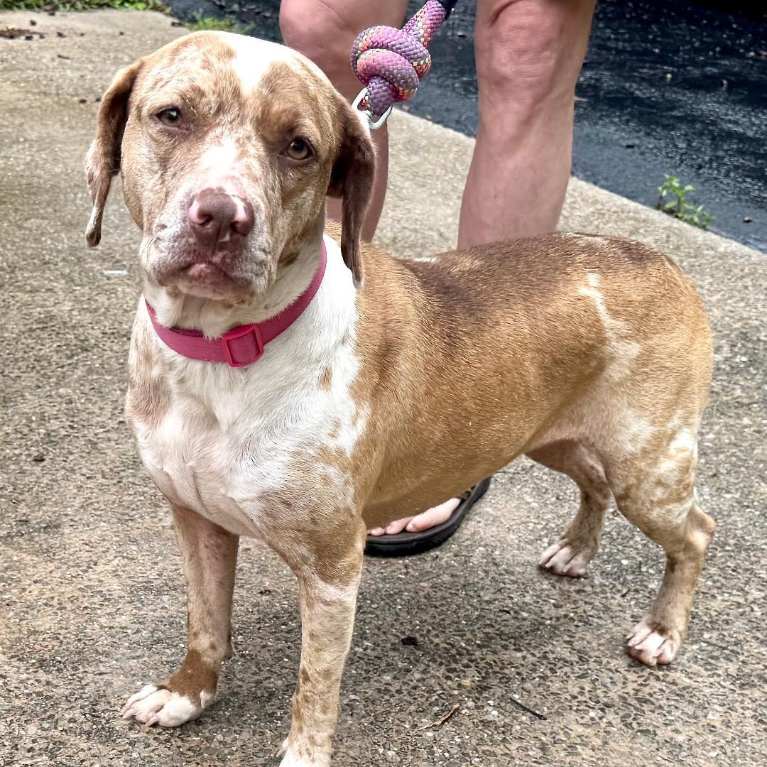 Dottie -s, a ADOPTABLE mixed breed in Sequatchie, TN image 5/6