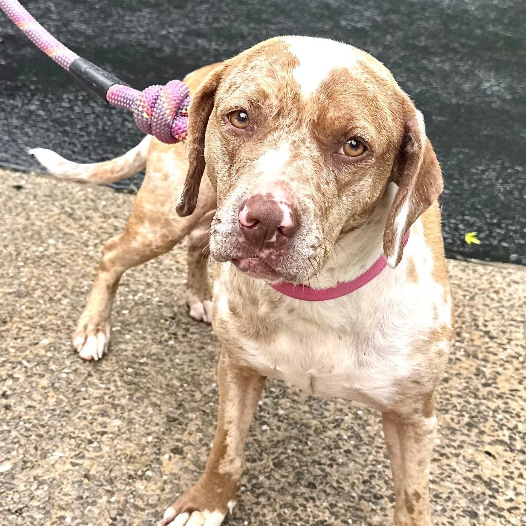 Dottie -s, a ADOPTABLE mixed breed in Sequatchie, TN image 2/6