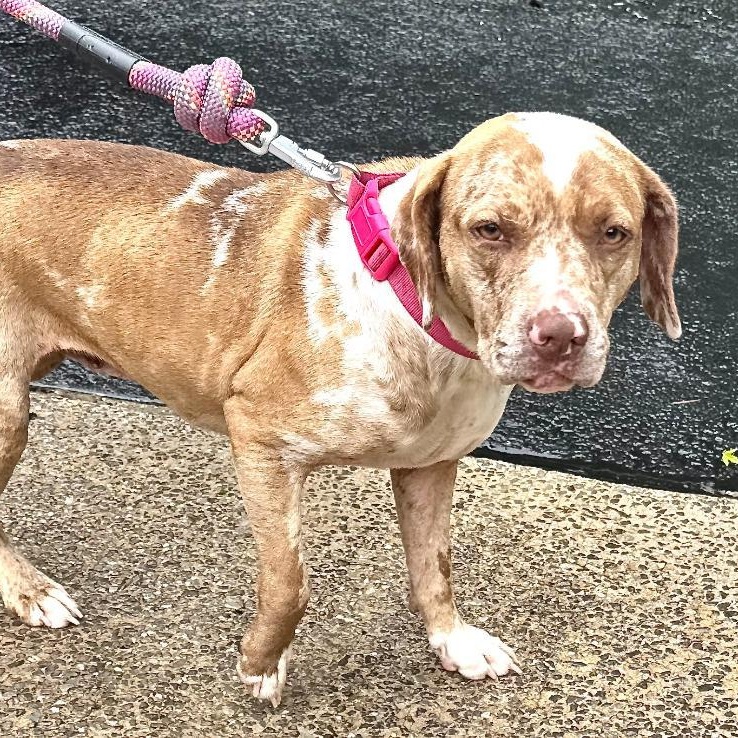 Dottie -s, a ADOPTABLE mixed breed in Sequatchie, TN image 3/6