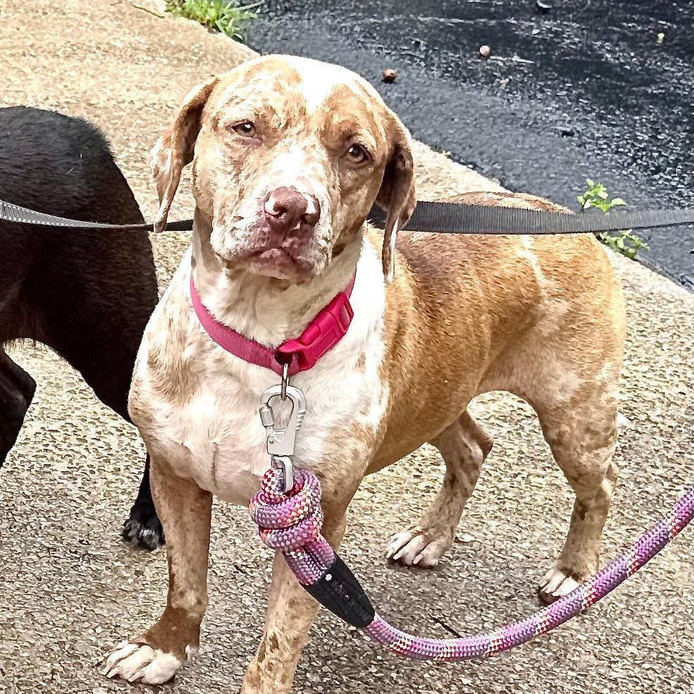 Dottie -s, a ADOPTABLE mixed breed in Sequatchie, TN image 4/6