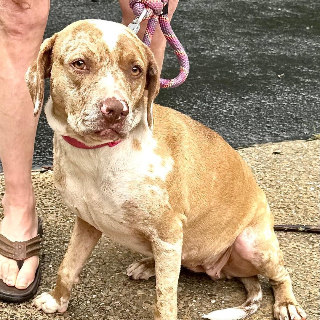 Dottie -s, ADOPTABLE, Young Female Labrador Retriever & Catahoula Leopard Dog.
