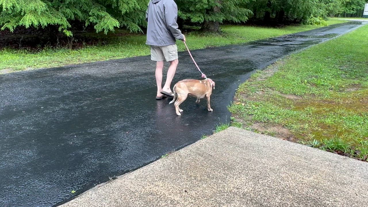 Enlarge Dottie -s, a ADOPTABLE mixed breed in Sequatchie, TN video 6/6