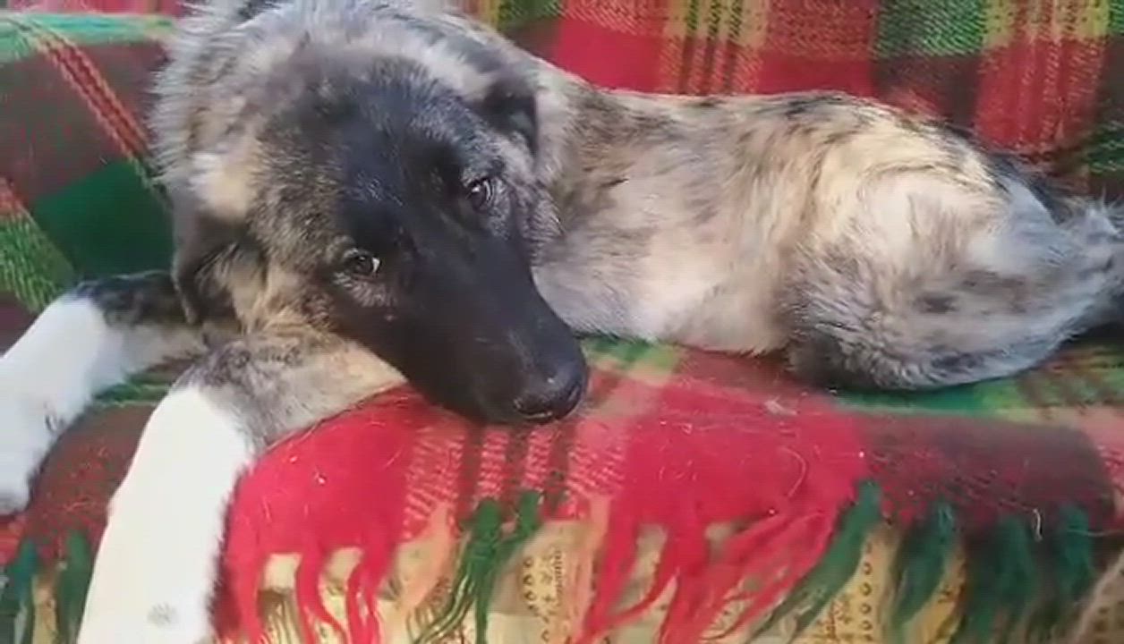 Enlarge Violeta, a Adopted mixed breed in Columbus, WI video 5/9