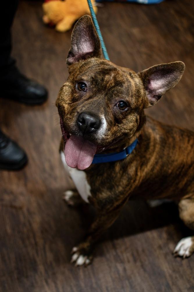 Enlarge Gimli, a Adoptable mixed breed in Frankfort, NY image 1/6