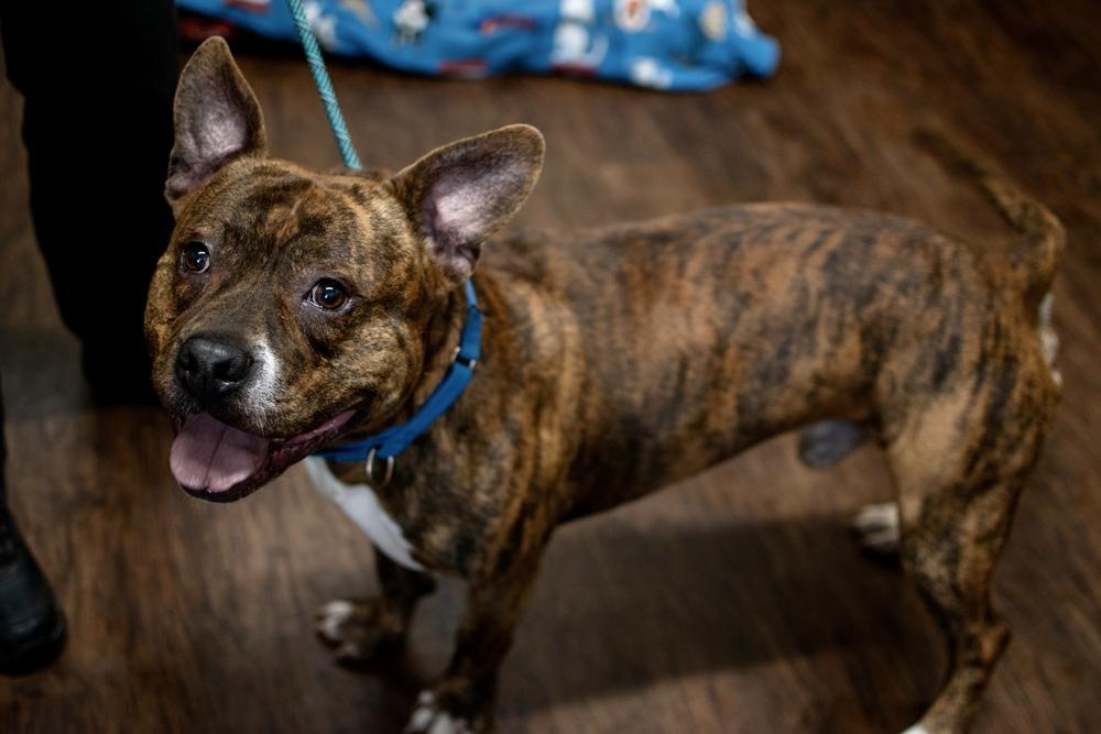 Enlarge Gimli, a Adoptable mixed breed in Frankfort, NY image 2/6