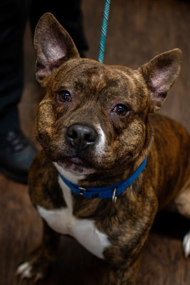 Enlarge Gimli, a Adoptable mixed breed in Frankfort, NY image 4/6