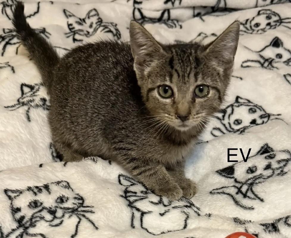 EV, Adoptable, Kitten Female Domestic Short Hair.