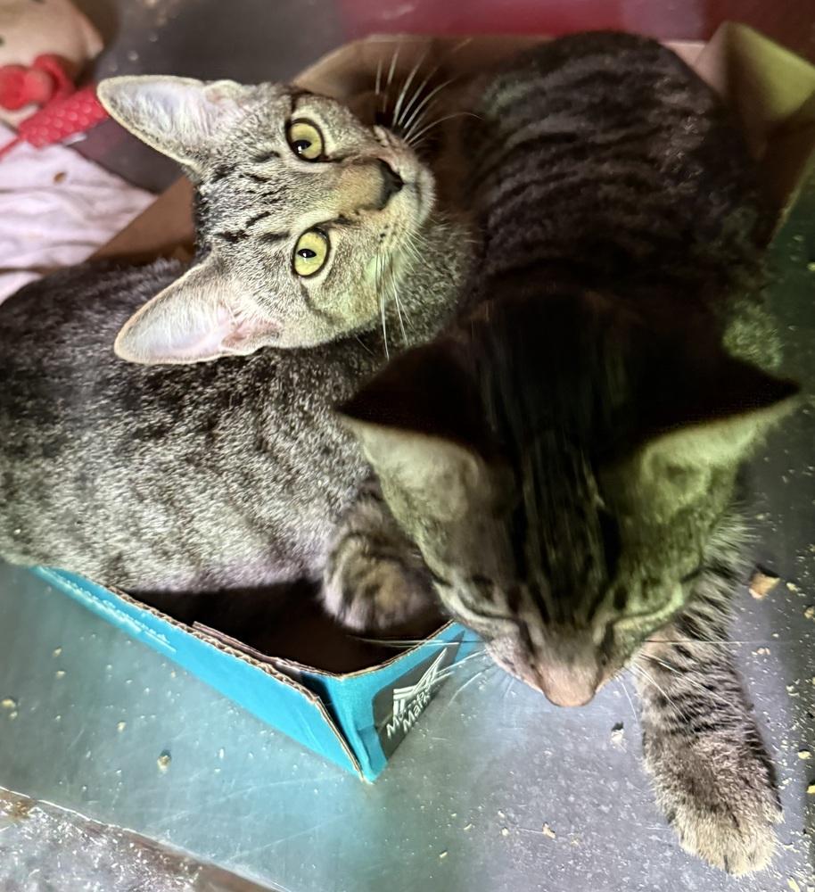 Enlarge EV, a Adoptable Domestic Short Hair in Safety Harbor, FL image 2/2