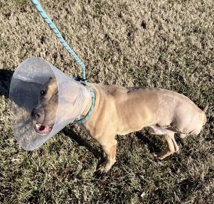 Owen — thumbnail 3