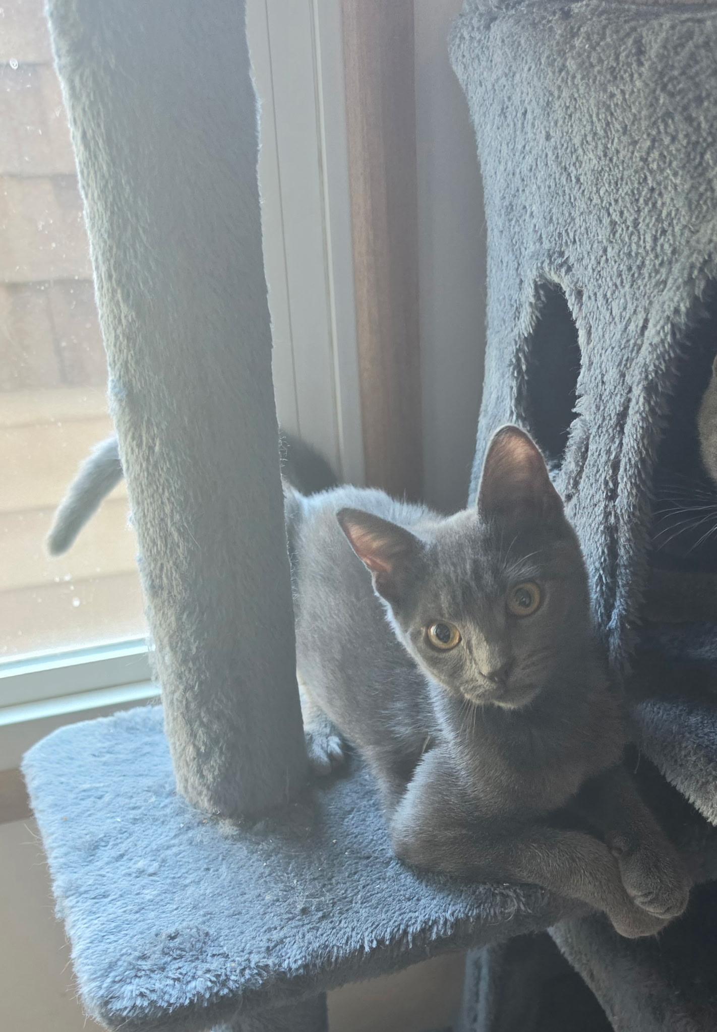 Fog, Adoptable, Young Female Domestic Short Hair.