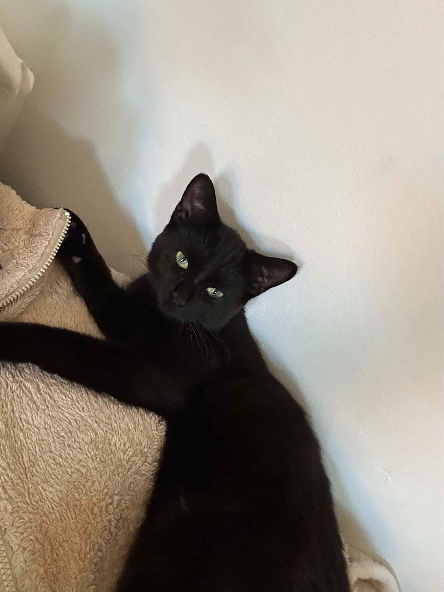 Enlarge Gino, a Adoptable Domestic Short Hair in Montreal, QC image 1/3