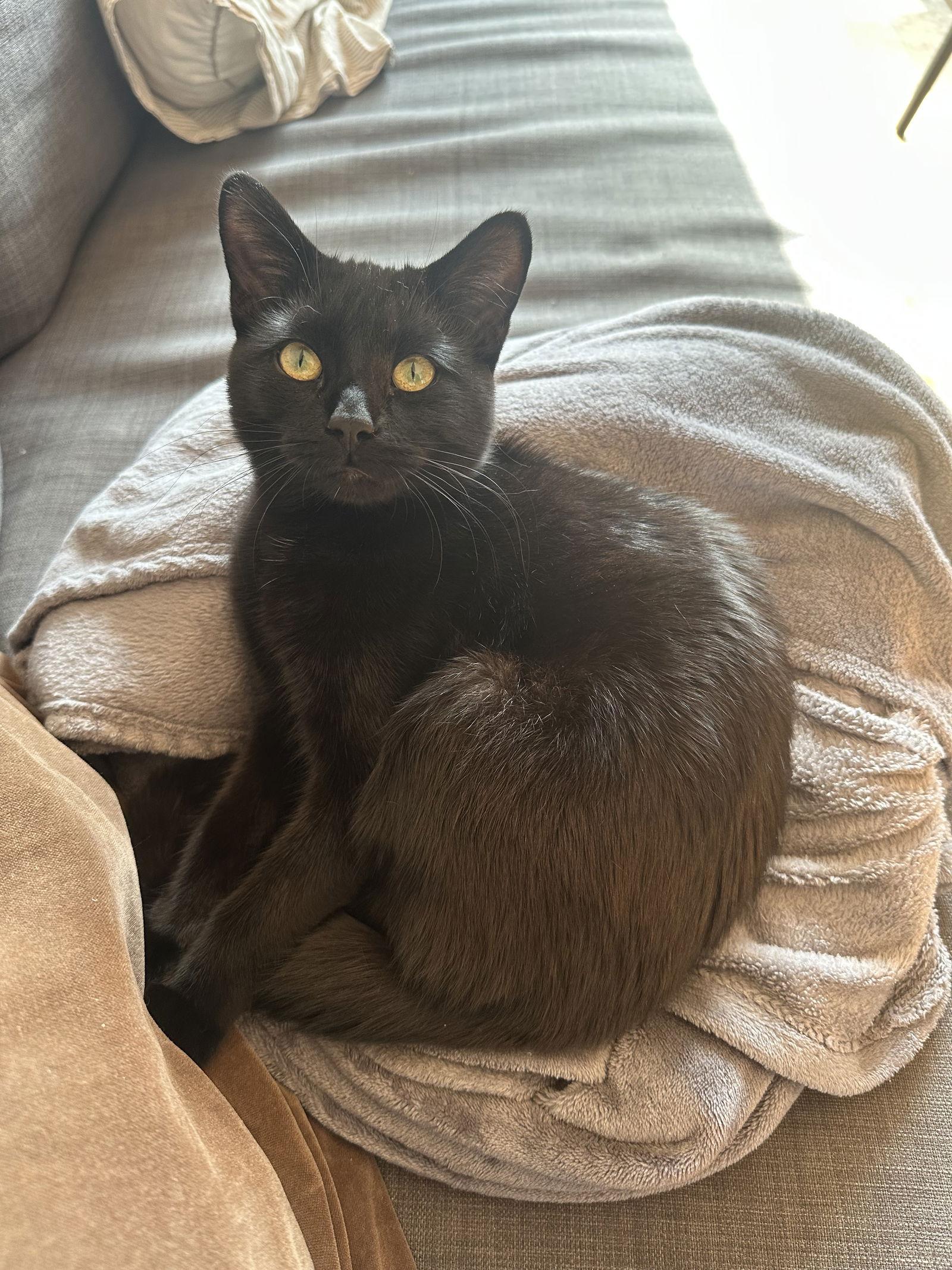 Enlarge Gino, a Adoptable Domestic Short Hair in Montreal, QC image 2/3