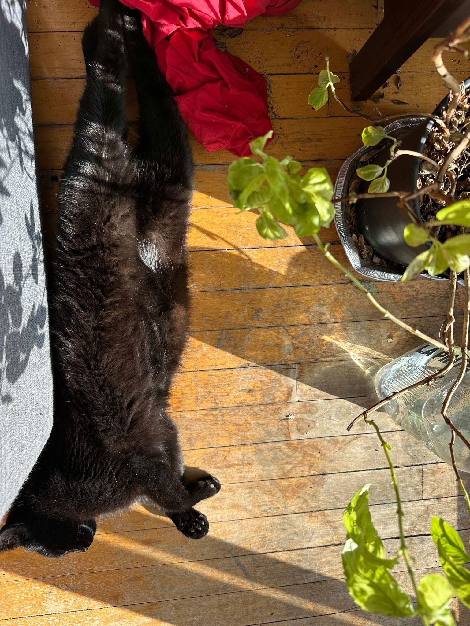 Enlarge Gino, a Adoptable Domestic Short Hair in Montreal, QC image 3/3