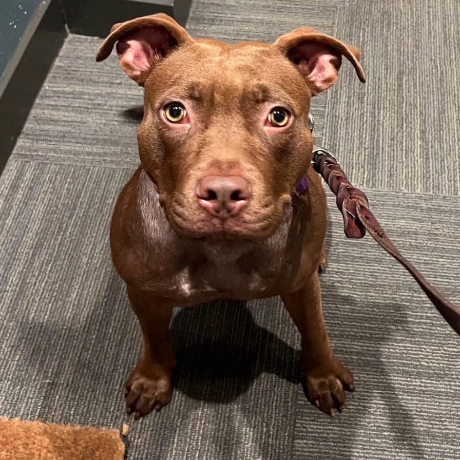 Clover, a Adoptable Pit Bull Terrier in Los Angeles, CA image 1/2