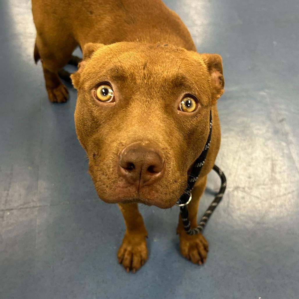 Clover, a Adoptable Pit Bull Terrier in Los Angeles, CA image 2/2