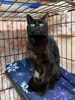 Birdie, ADOPTABLE, Senior Male Domestic Short Hair.
