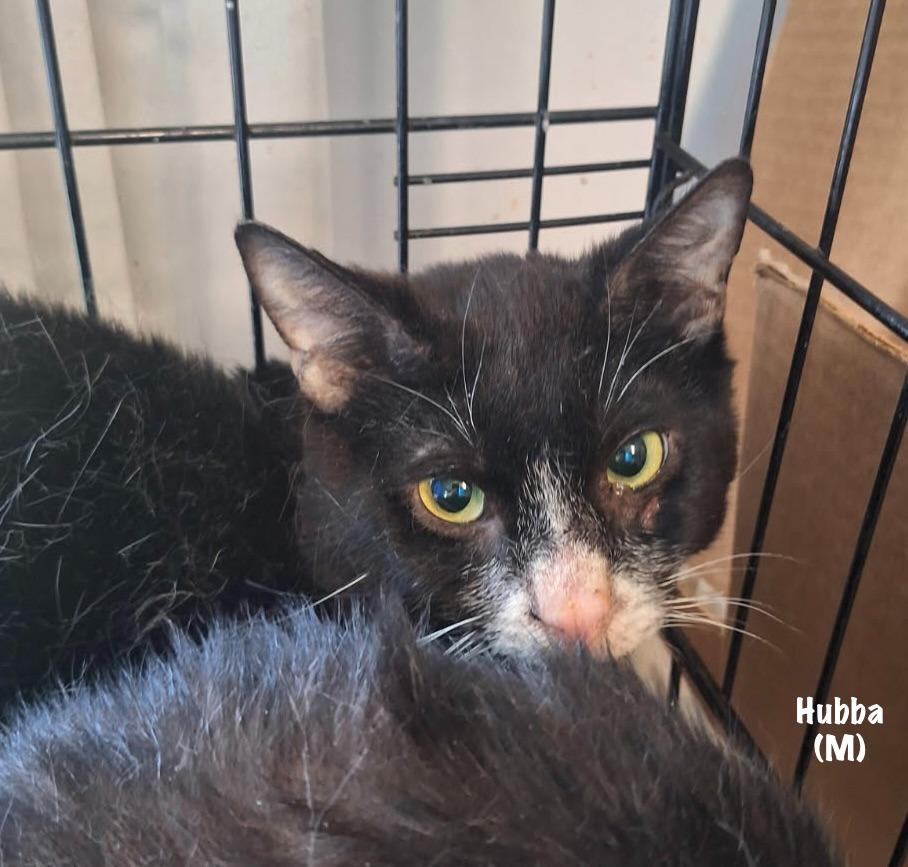 Enlarge 97-Hubba, a Adoptable mixed breed in Windsor, CT image 2/2