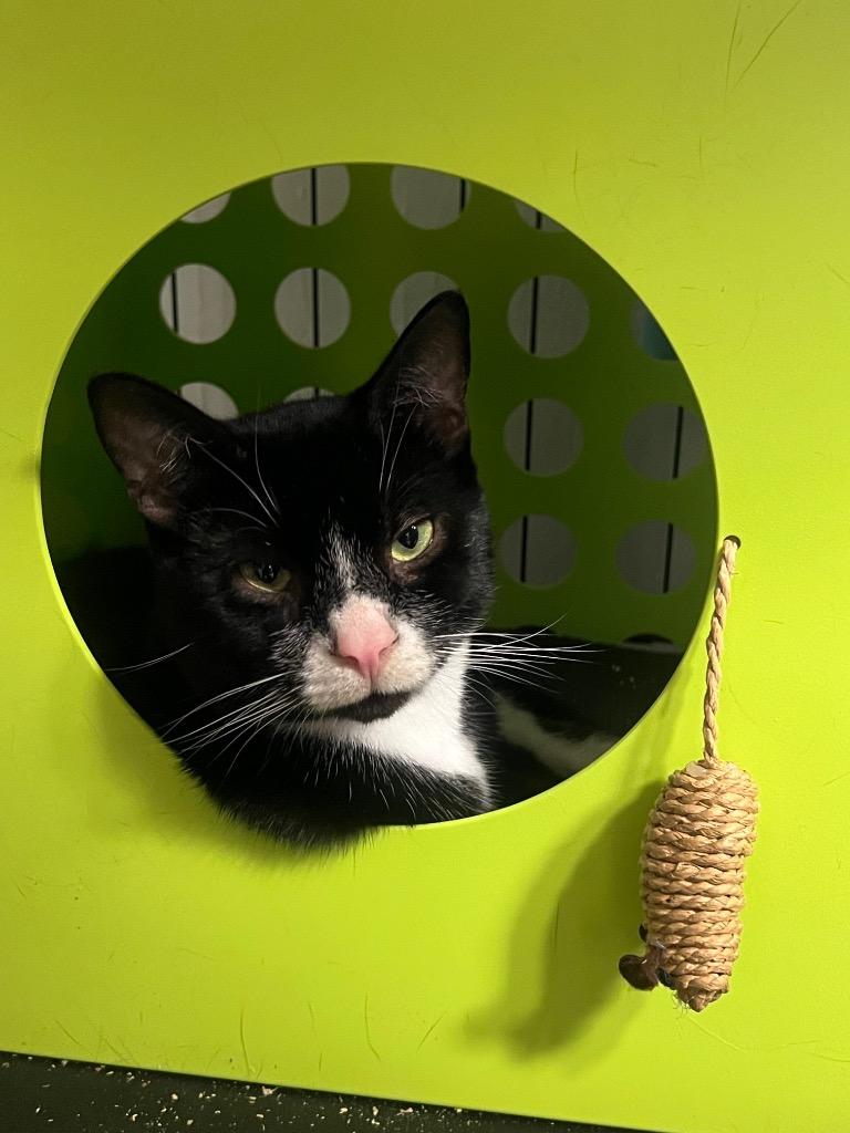 Enlarge 97-Hubba, a Adoptable mixed breed in Windsor, CT image 2/2