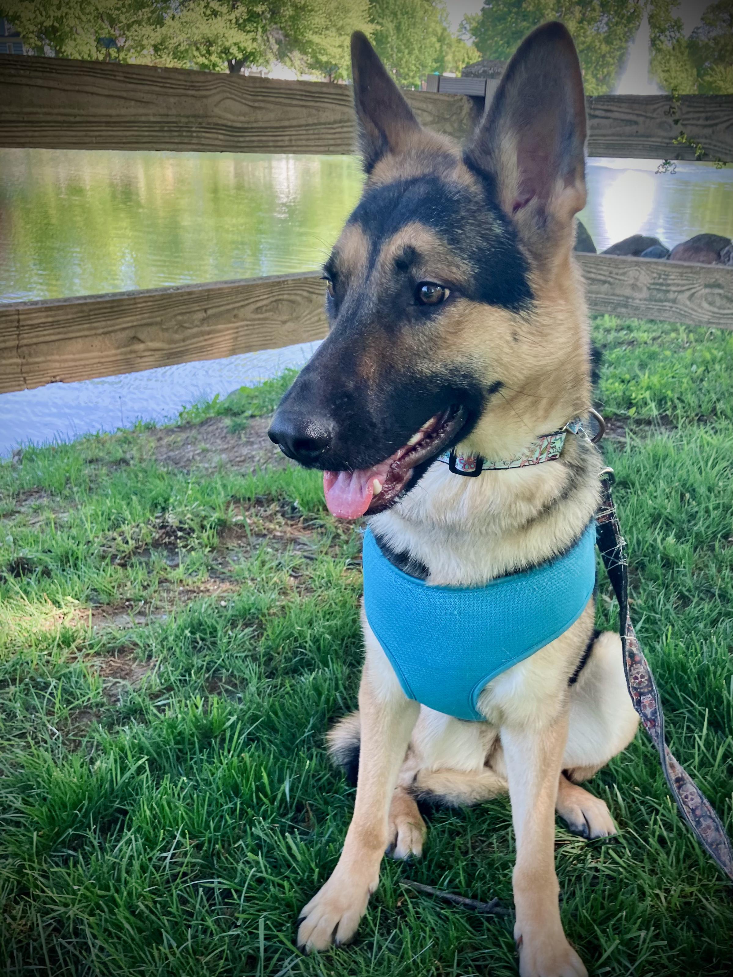 Savannah photo 3